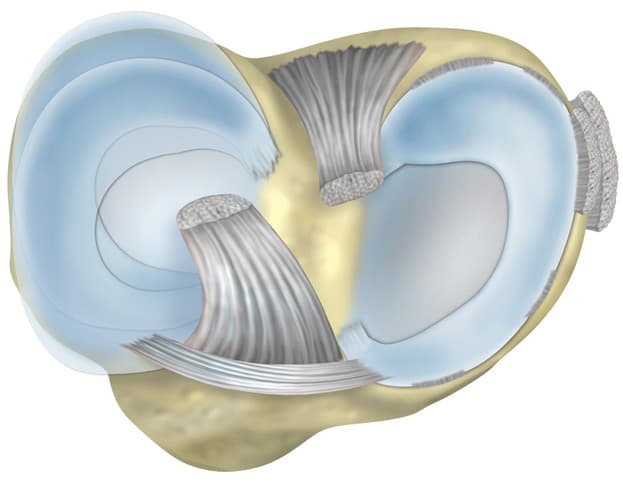Meniscus anatomy diagram